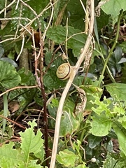 Cepaea
