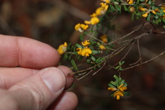 Pultenaea retusa