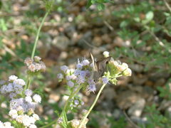 Arteurotia tractipennis