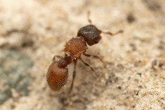 Meranoplus