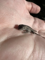 Sceloporus consobrinus