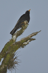 Turdus infuscatus
