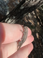 Sceloporus consobrinus