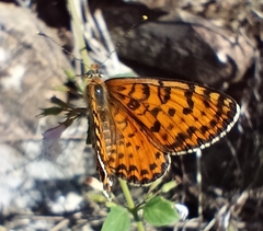 Melitaea
