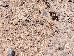 Pogonomyrmex maricopa