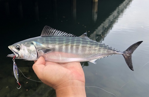 Bonito (Sarda lineolata) — Scombridae — 2