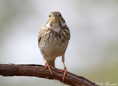 Emberiza calandra
