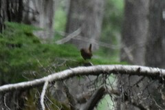 Troglodytes pacificus