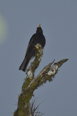 Turdus infuscatus