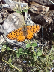 Melitaea