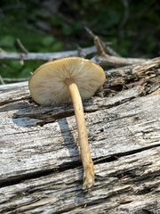 Melanoleuca