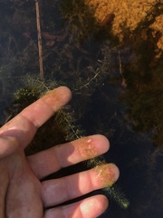 Utricularia geminiscapa