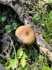 Melanoleuca