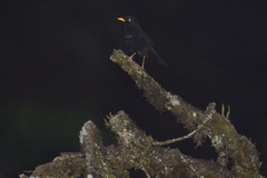 Turdus infuscatus