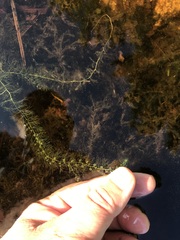 Utricularia geminiscapa