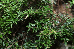 Acrotriche aggregata