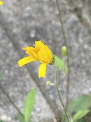 Hieracium lachenalii