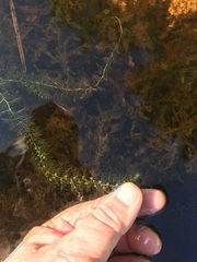 Utricularia geminiscapa