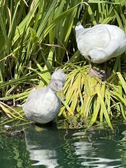 Anas platyrhynchos domesticus