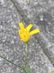 Hieracium lachenalii