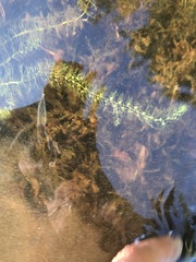 Utricularia geminiscapa