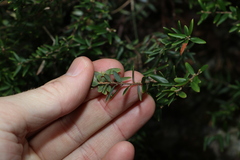 Acrotriche aggregata