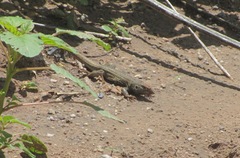 Aspidoscelis stictogrammus