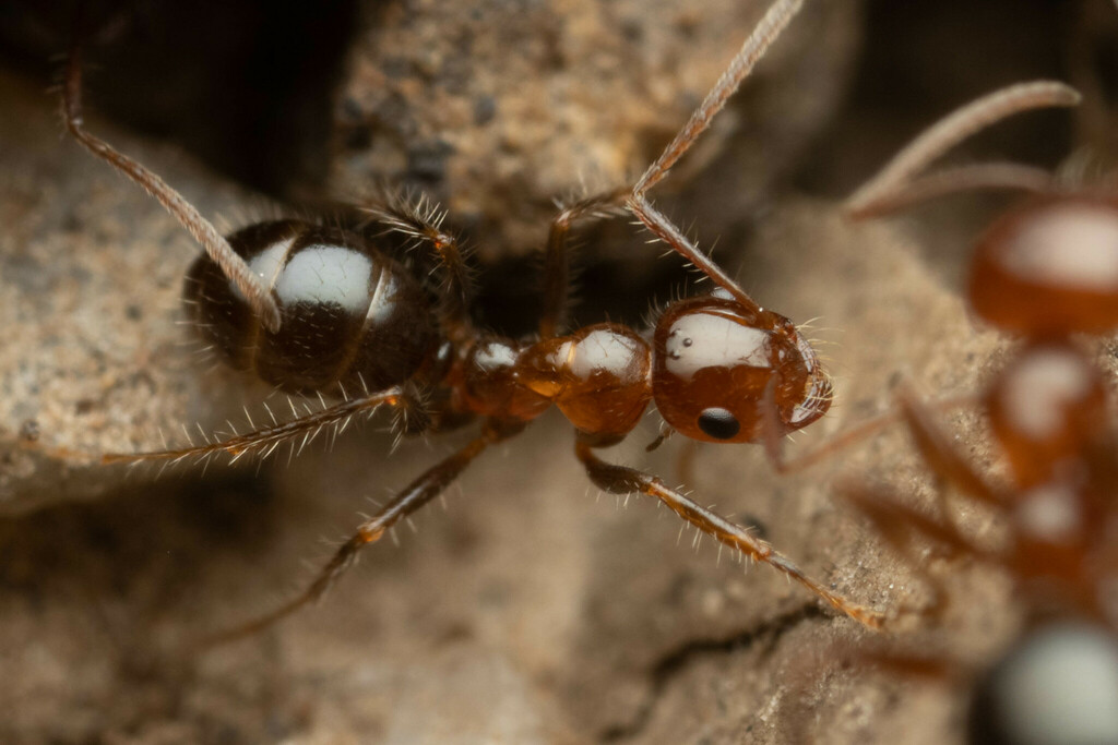 Melophorus turneri