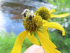 Melissodes druriellus