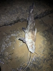 Siluriformes