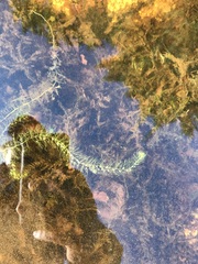 Utricularia geminiscapa