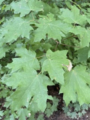 Acer floridanum