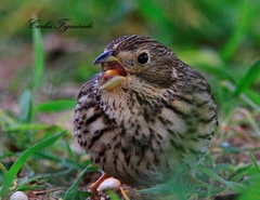 Emberiza calandra