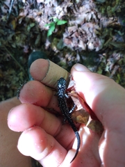 Plethodon albagula