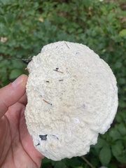 Trametes suaveolens