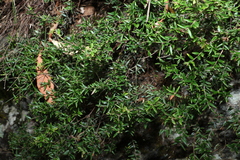 Acrotriche aggregata