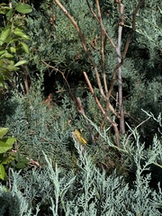 Melanoplus differentialis