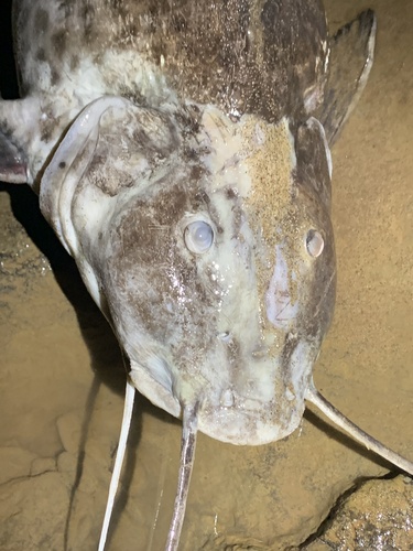 Aguaruna catfish (Aguarunichthys torosus) — Pimelodidae — 4