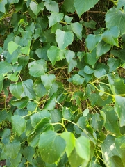 Ampelopsis
