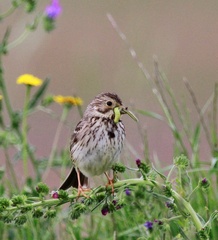 Emberiza calandra