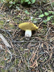 Suillus brevipes