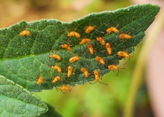 Leptoglossus zonatus