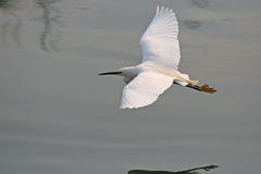Egretta garzetta