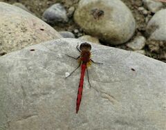 Sympetrum