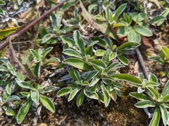 Antennaria neglecta