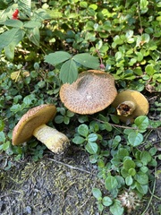 Suillus lakei