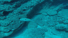 Mulloidichthys flavolineatus