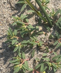 Euphorbia polygonifolia