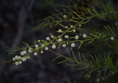 Acacia gonophylla