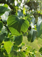 Ampelopsis